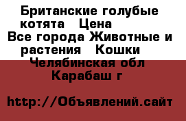 Британские голубые котята › Цена ­ 5 000 - Все города Животные и растения » Кошки   . Челябинская обл.,Карабаш г.